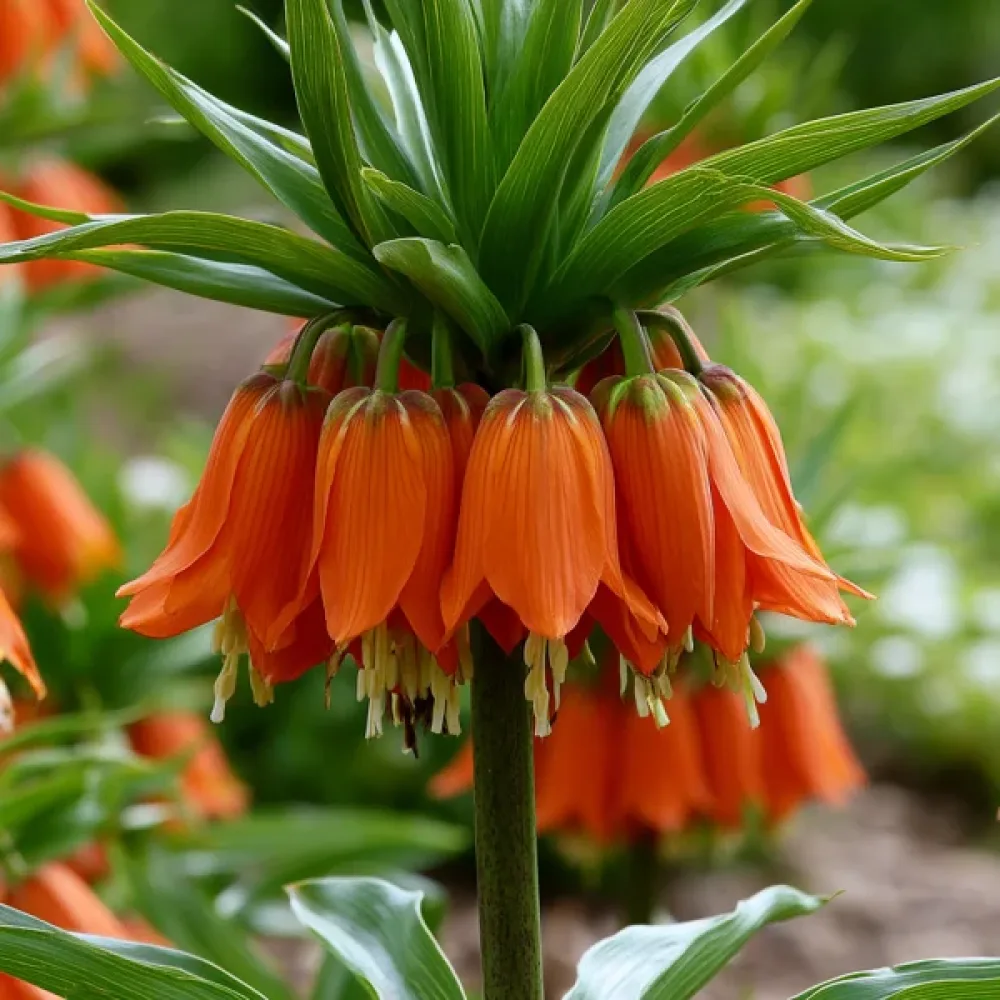 Császárkorona Aurora Imperialis (narancssárga)