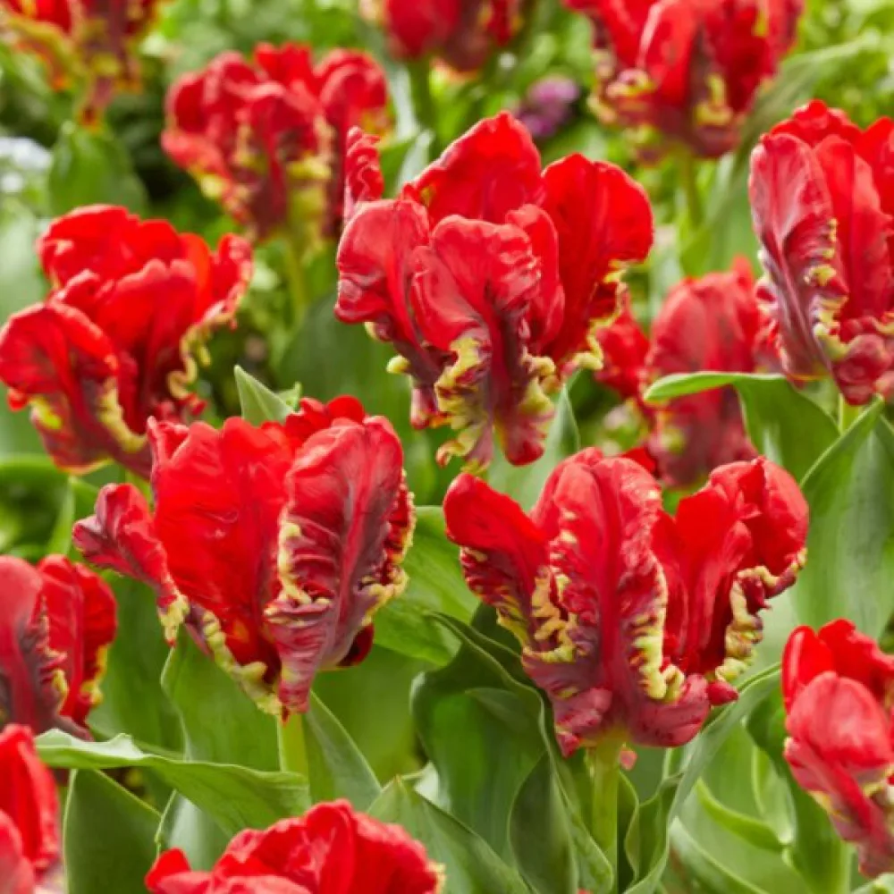 Tulipán Seadov parrot (zöld)