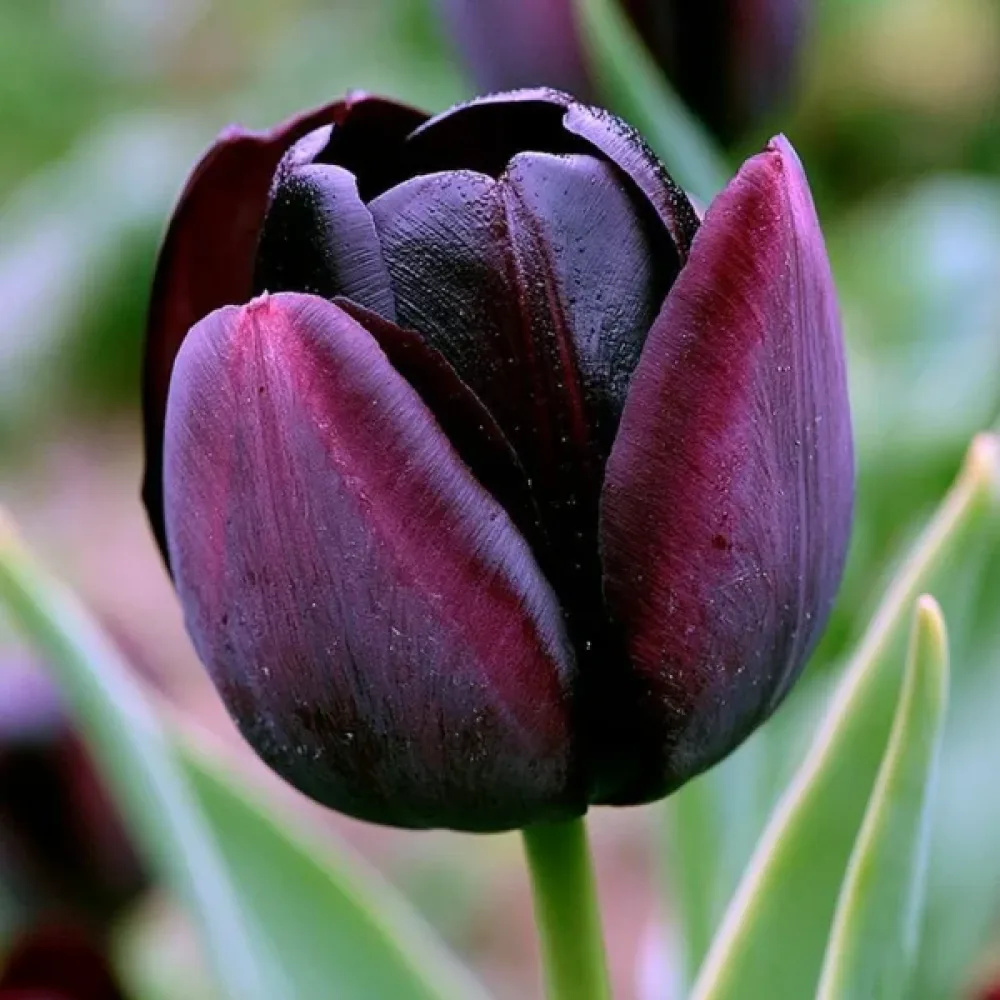 Tulipán Paul Scherer (fekete)