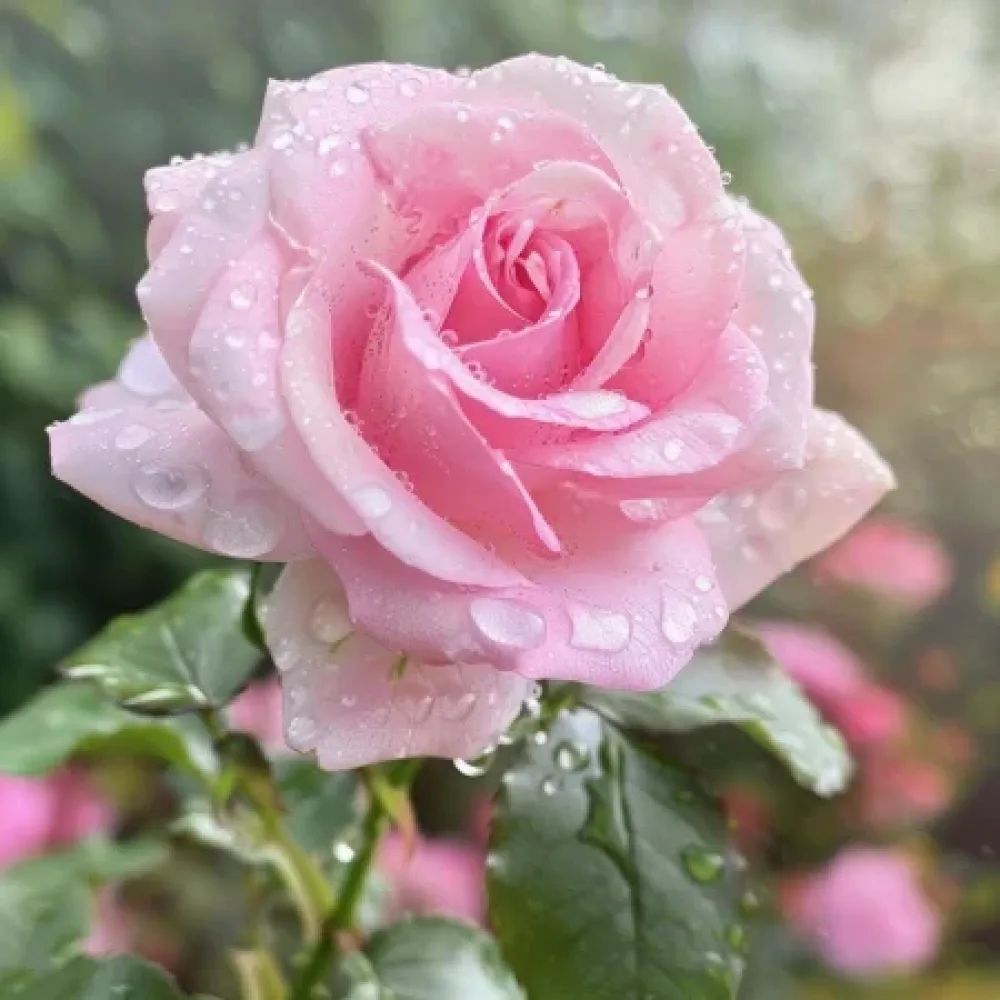 Rózsa Pink Benedict - szabadgyökerű