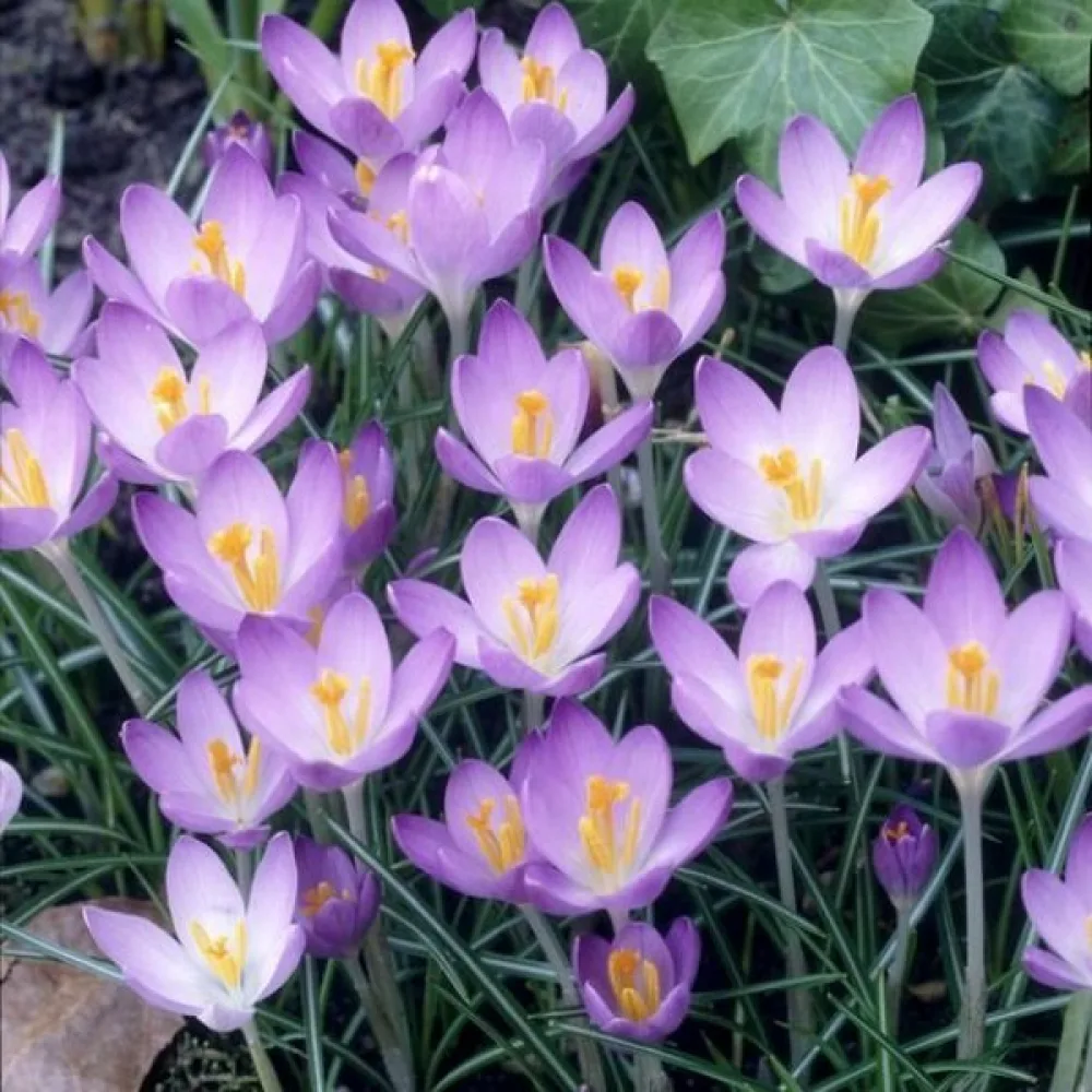 Krókusz Barrs Purple Tommasianus (lila)