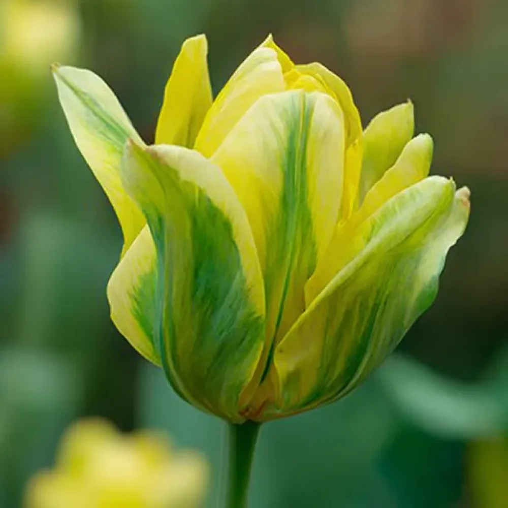 Tulipán Formosa (sárga)