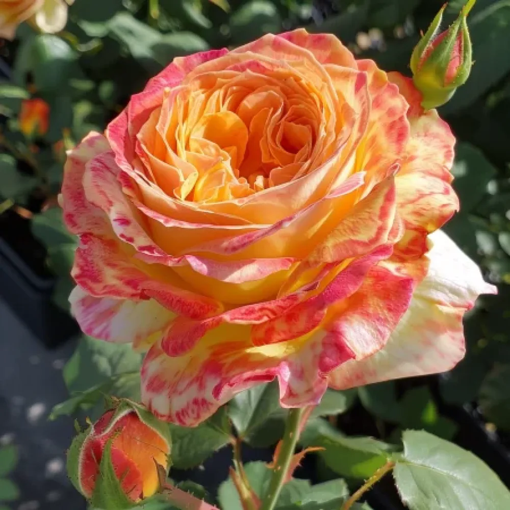 Rózsa Mango Glow - szabadgyökerű