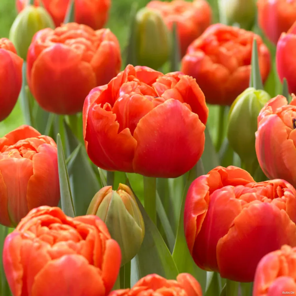 Tulipán Icoon (zöld)