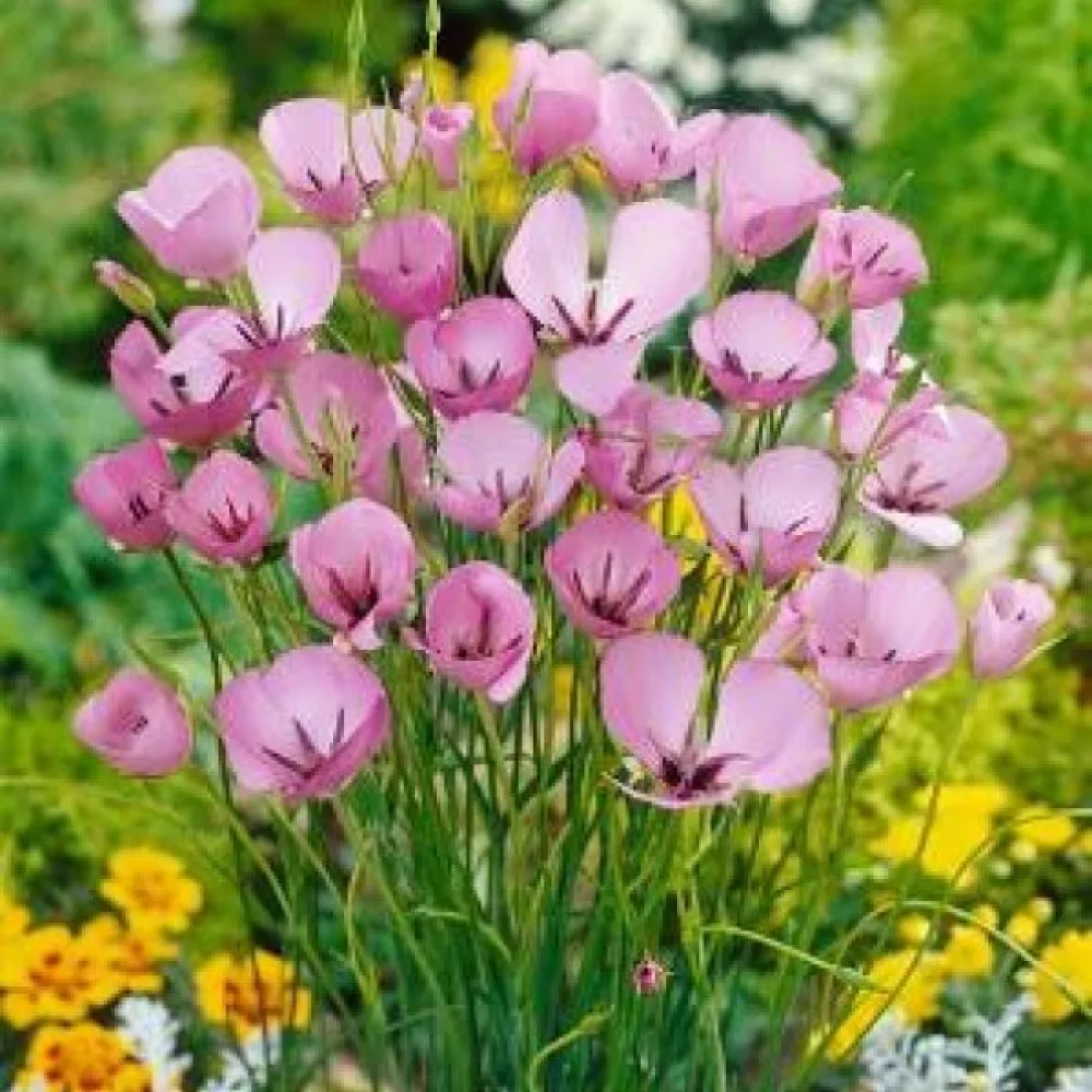 Calochortus Cupido (gyengéd)