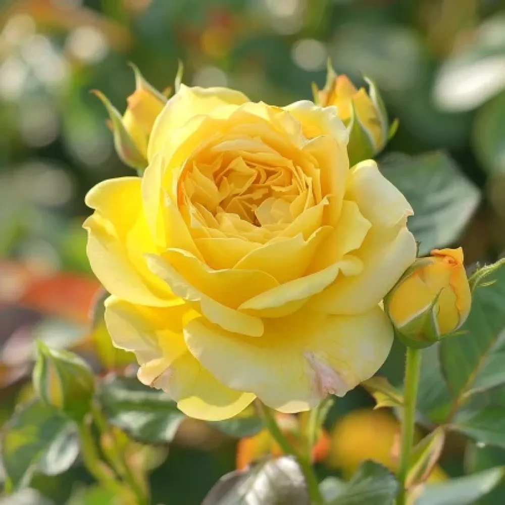 Rózsa Citrus Harmony - szabadgyökerű