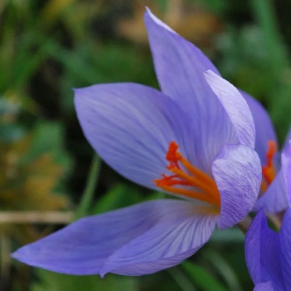 Krókusz speciosus Conqueror (lila)