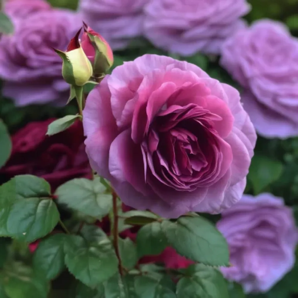 Rózsa Magenta Temptation - szabadgyökerű