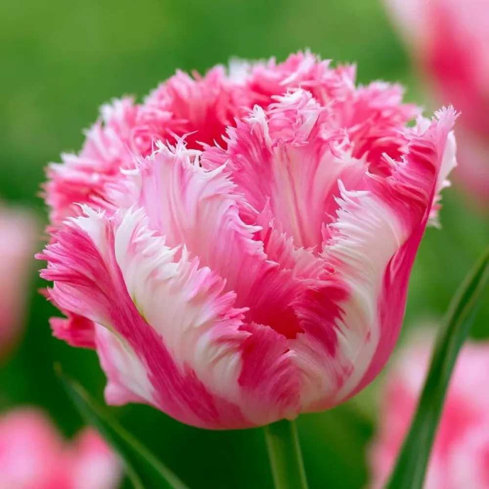 Tulipán Crispion Sweet (krémszínű)