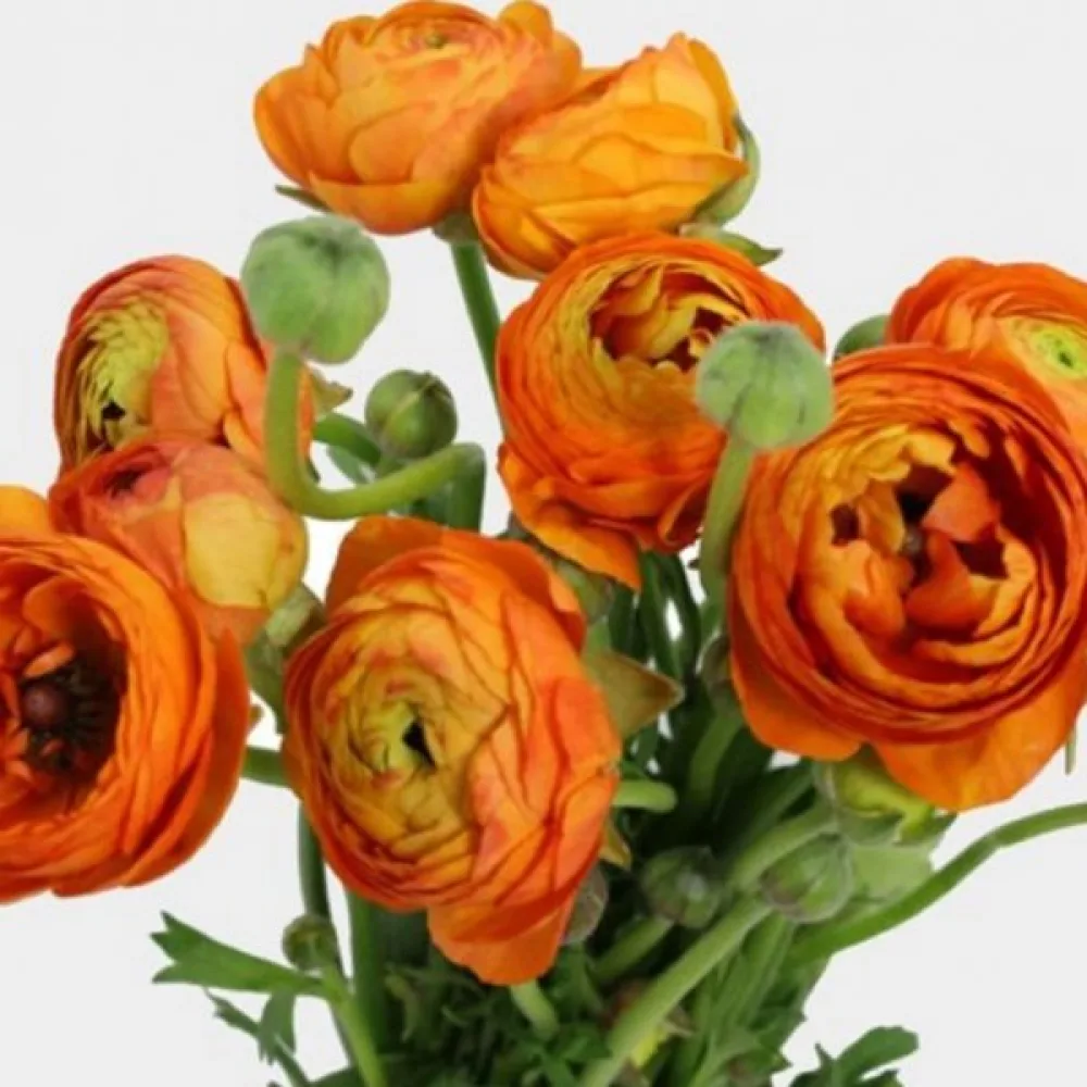 Boglárka orange (narancssárga)