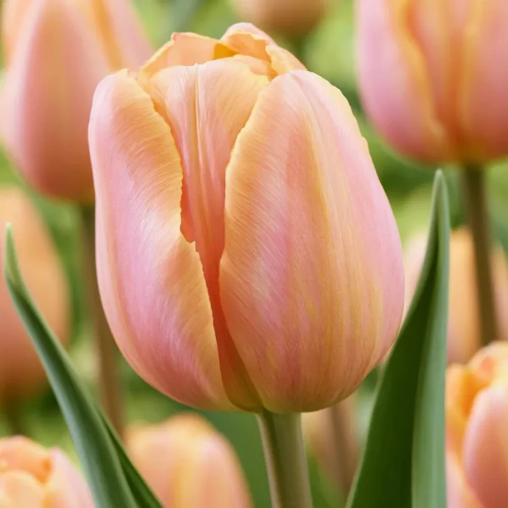 Tulipán Salmon Prince (lazacszínű)
