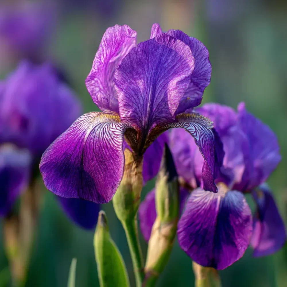 Írisz Discovery Purple