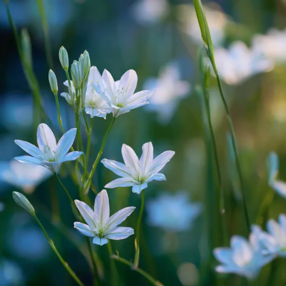 Triteleia Hyacinthina (lila)