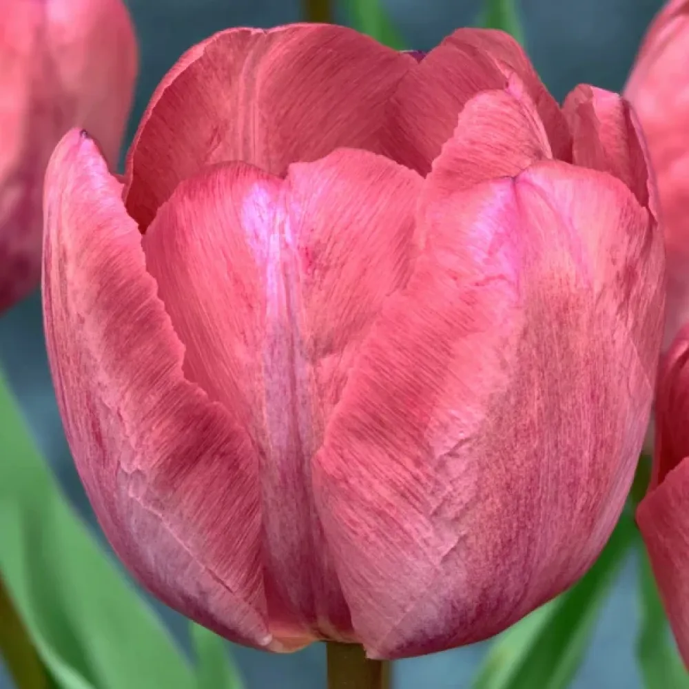 Tulipán Taiwan (rózsaszín)