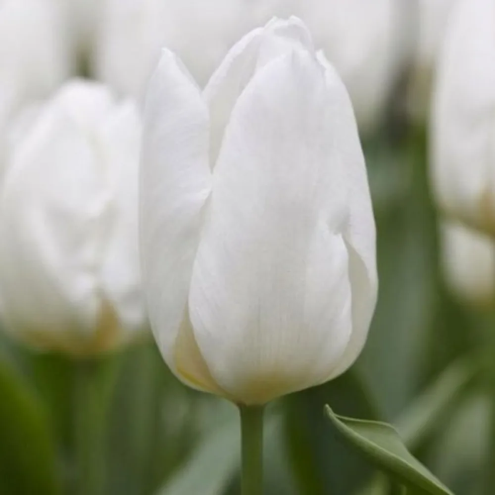 Tulipán White prince (fehér)