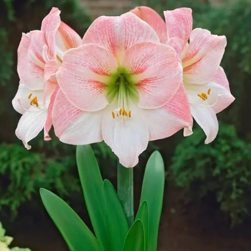 Amarillisz Appleblossom