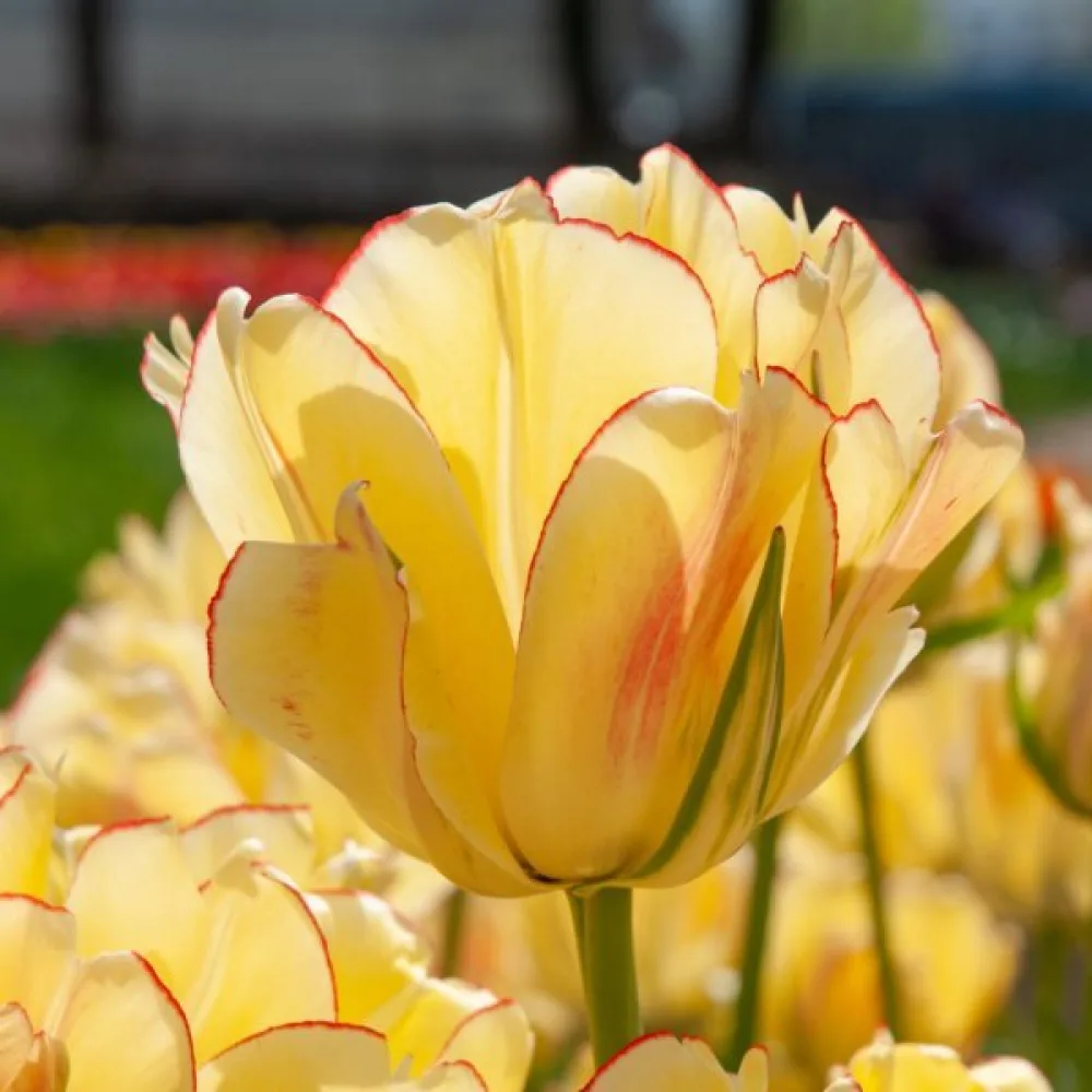 Tulipán Akebono (piros)