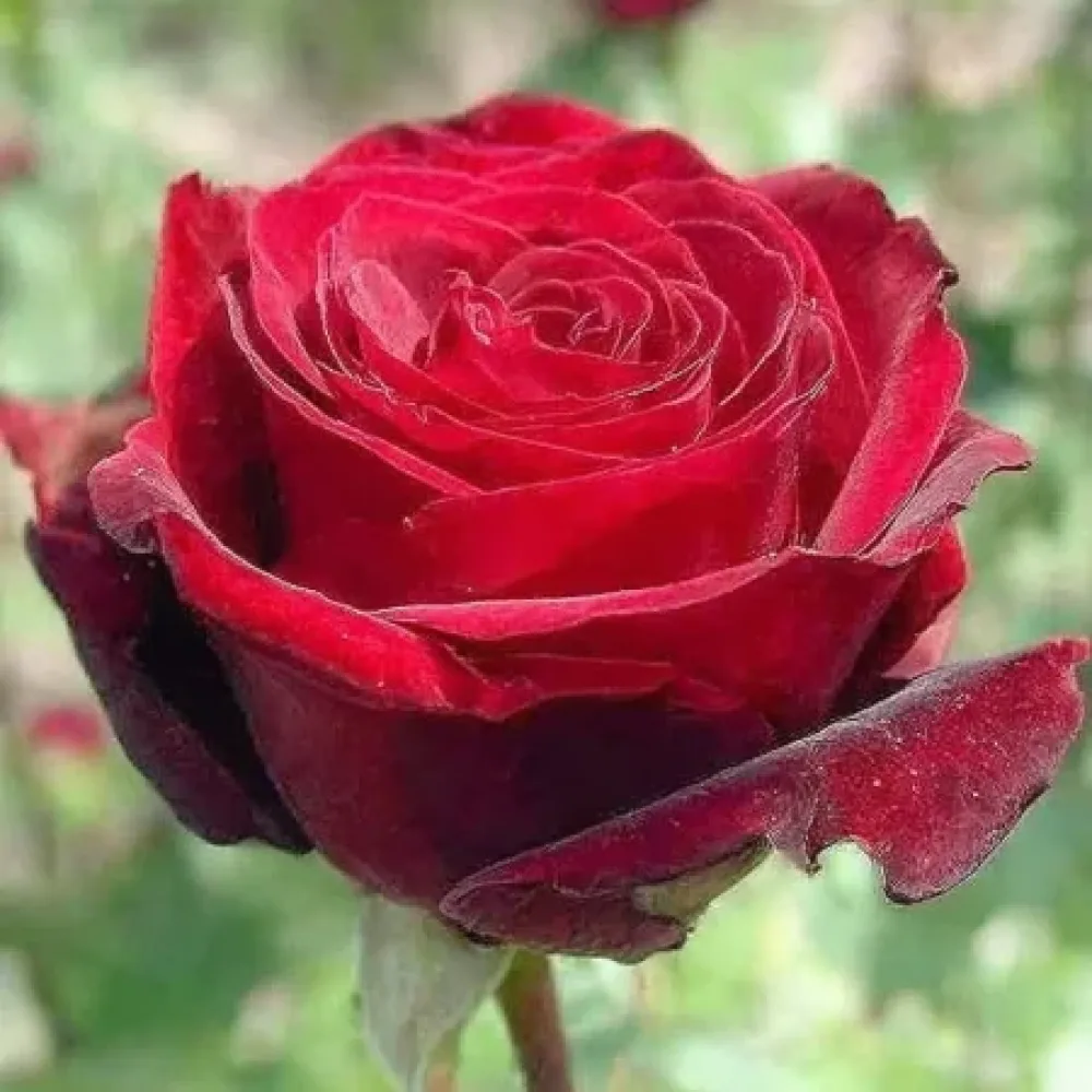 Rózsa Ruby Eternity Rose - szabadgyökerű