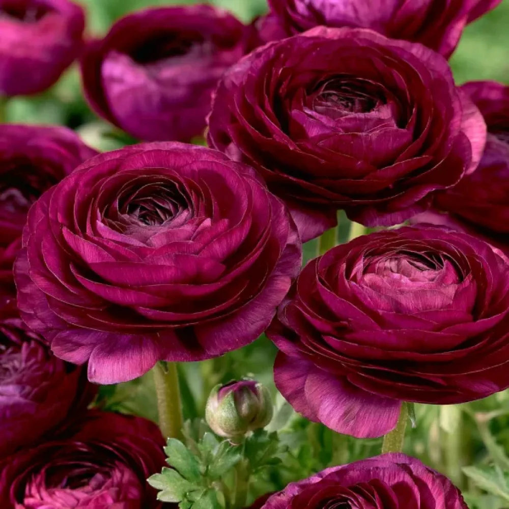 Boglárka Purple Tomer (lila)