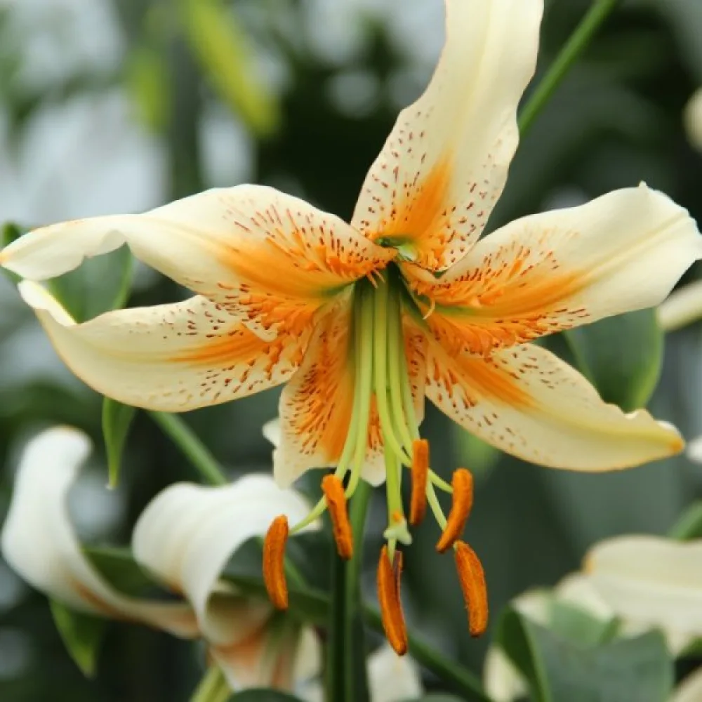 Liliom Lady Alice