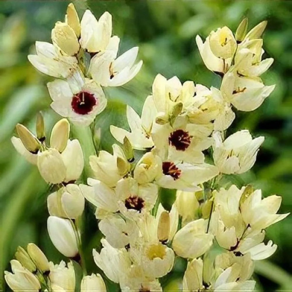 Ixia HOGARTH (krémszínű óriás)