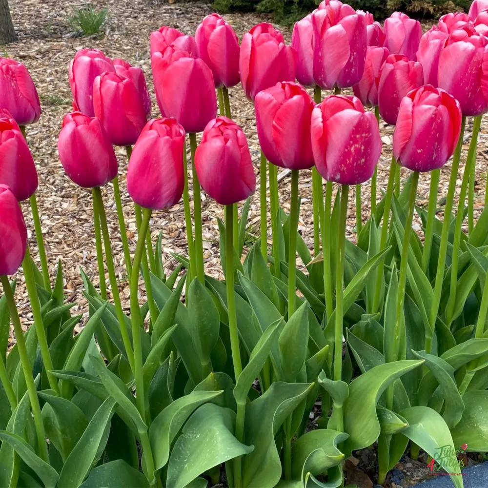 Tulipán Pink Pride (rózsaszín)