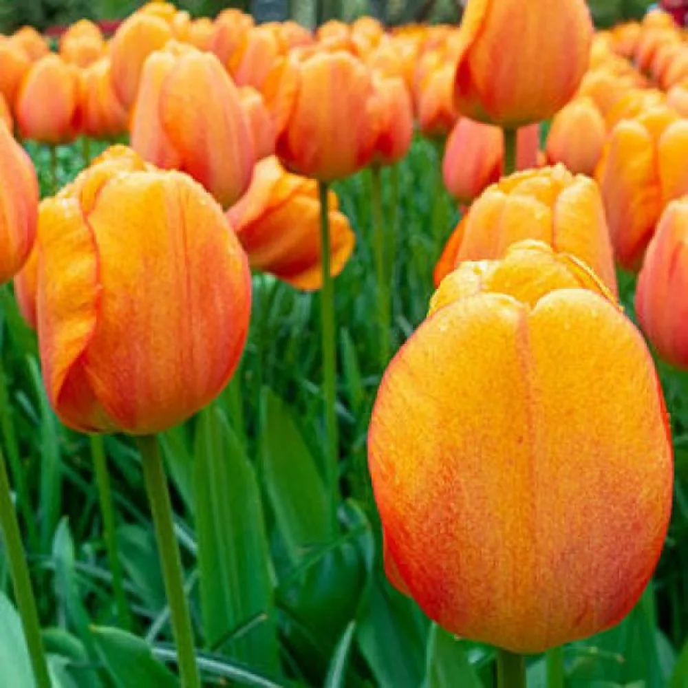 Tulipán Blushing Apeldoorn