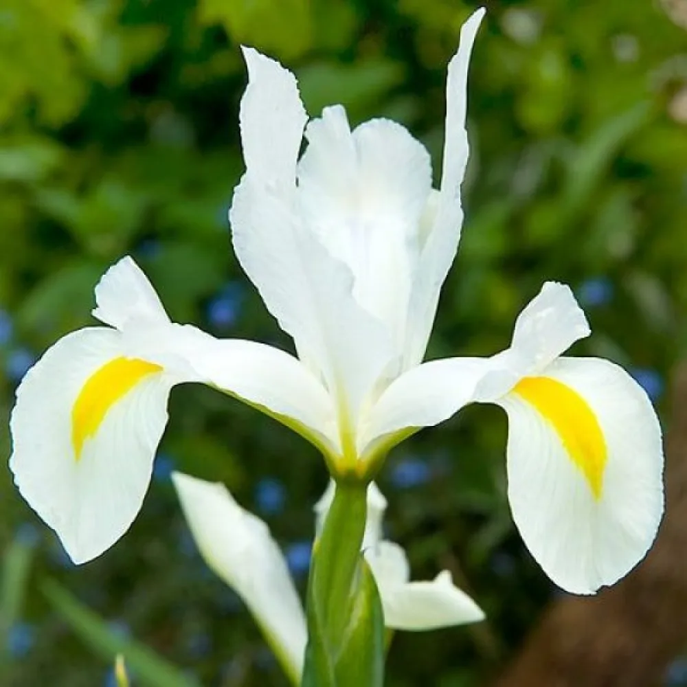 Írisz White Van Vliet