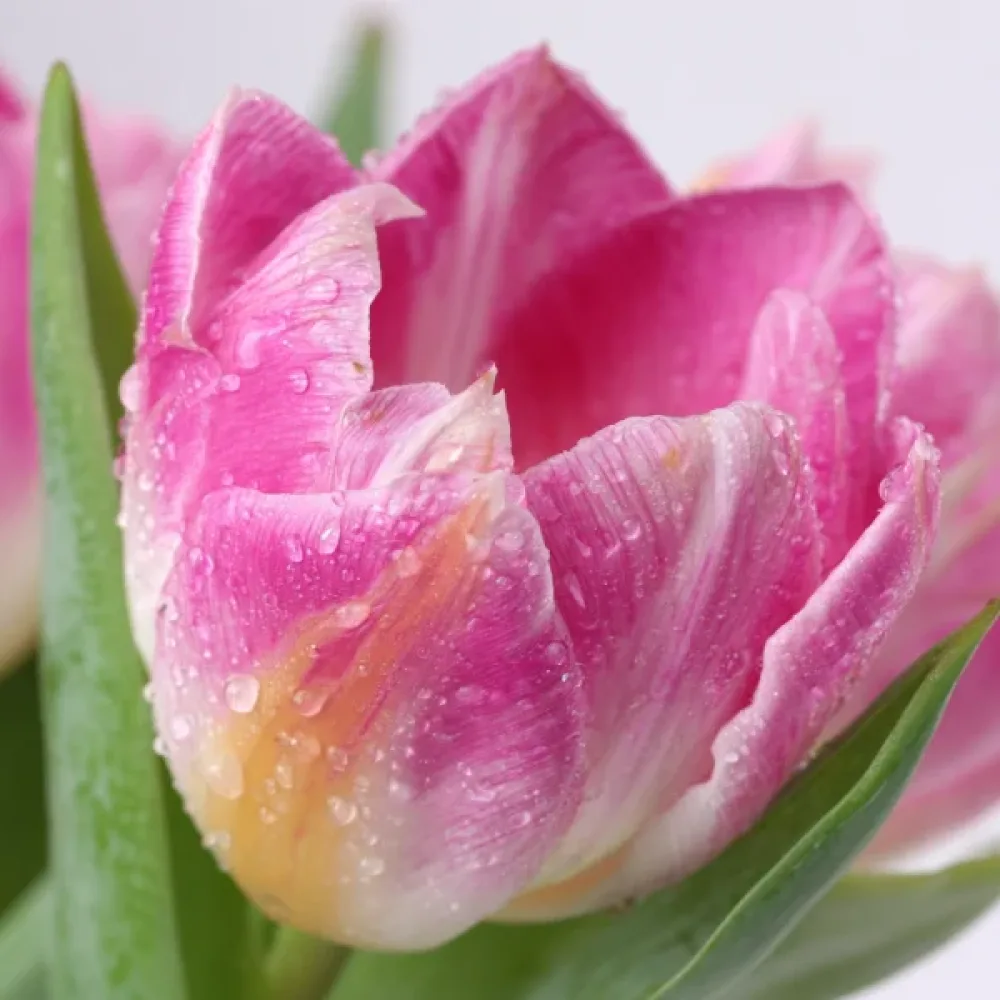 Tulipán Hawaii