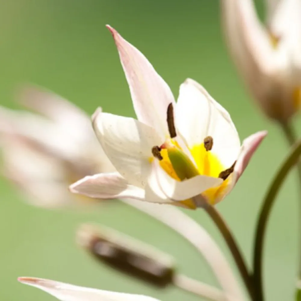 Tulipán Turkestanica (krémszínű)