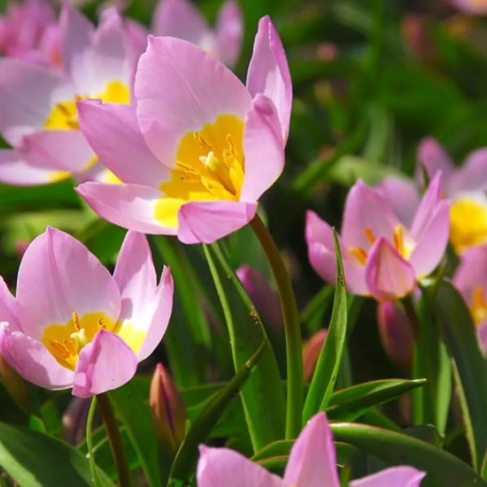 Tulipán Saxatilis (rózsaszín)
