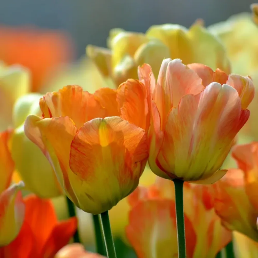 Tulipán Daydream (krémszínű)