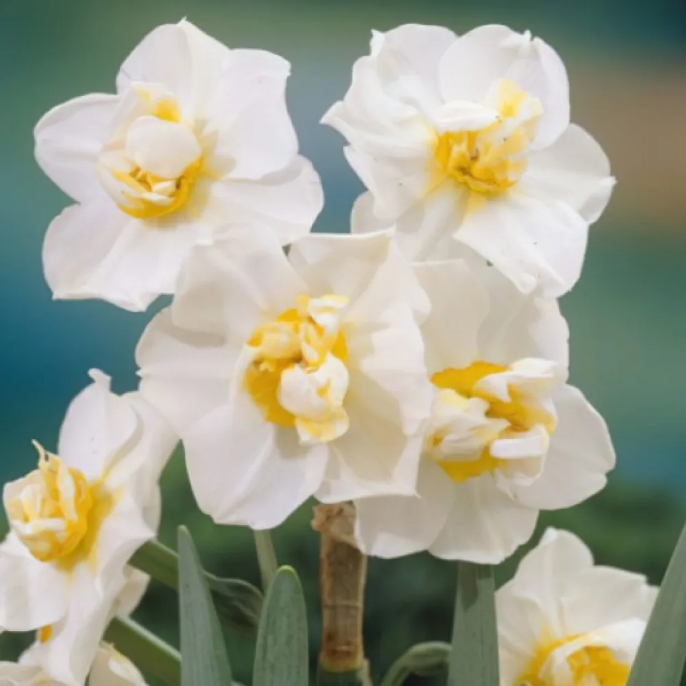 Nárcisz White Cheerfulness