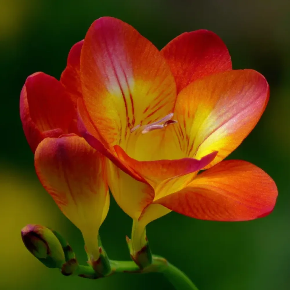 Frézia Orange Single