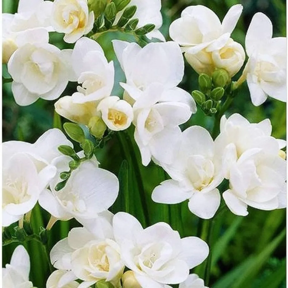 Frézia Double white (fehér fátyol)