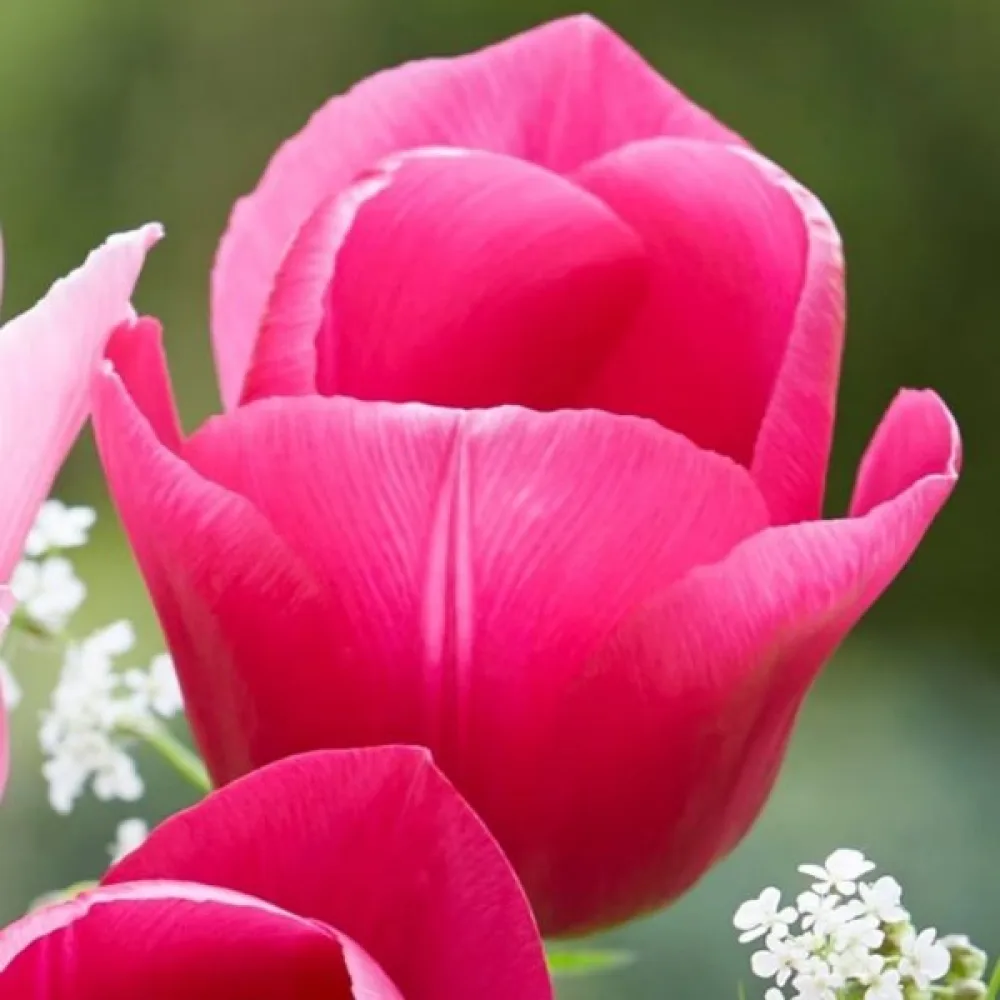 Tulipán Carola (rózsaszín)