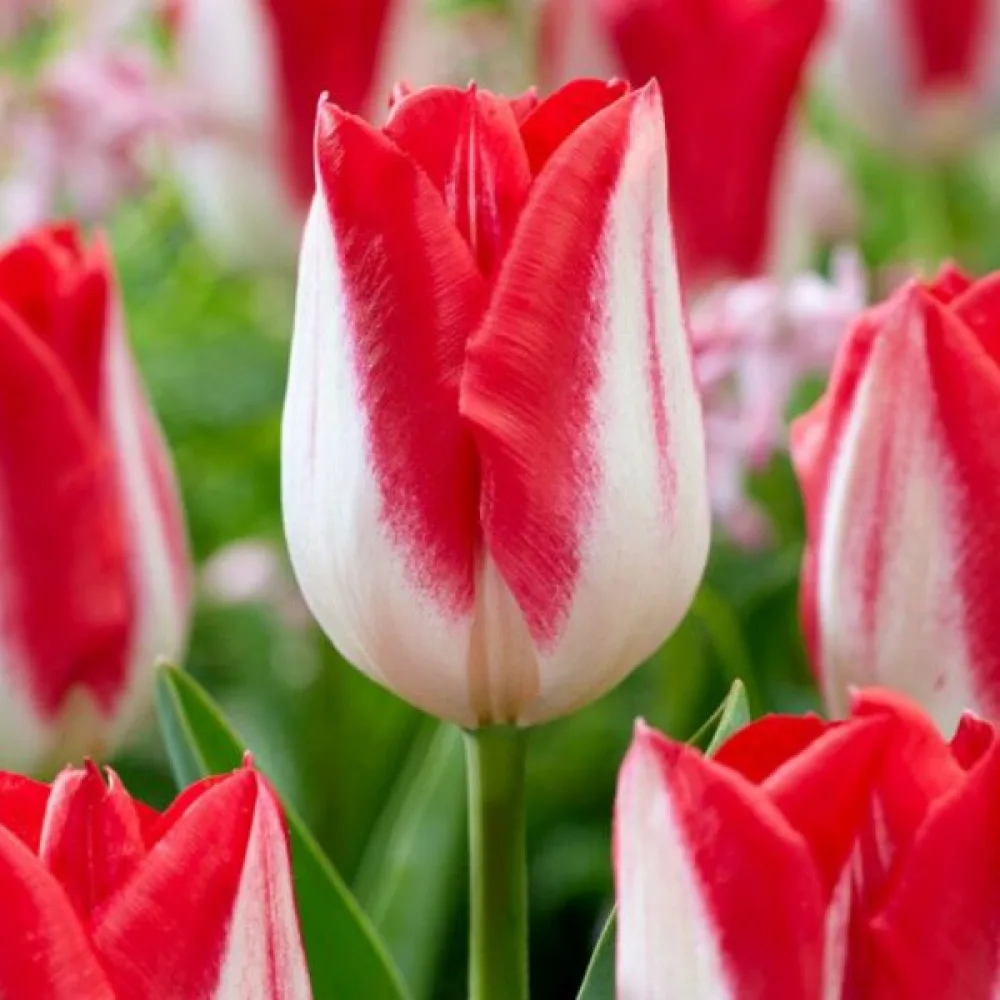 Tulipán Kissable (lila)