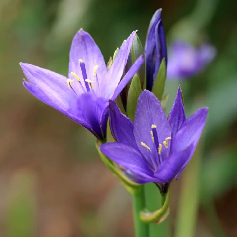 Ixiolirion tataricum Pallasii (lila)