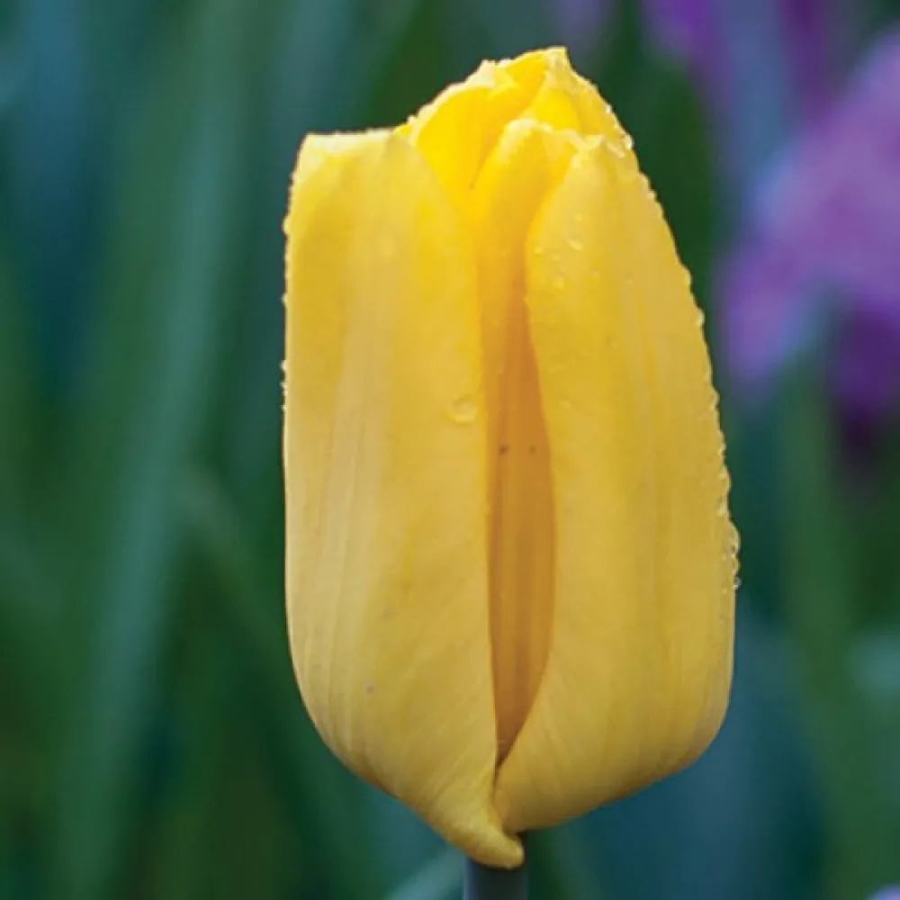 Tulipán Strong Gold (aranysárga)