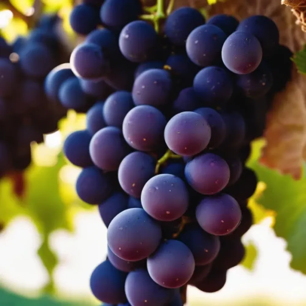 Szőlőtőke Pinot noir, vörös borszőlő - korai érésű