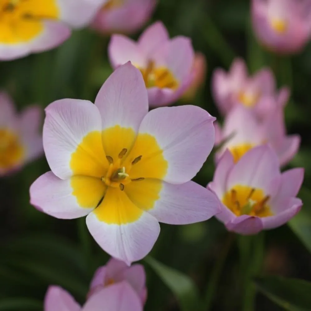 Tulipán Bakeri lilac wonder (orgonalila)