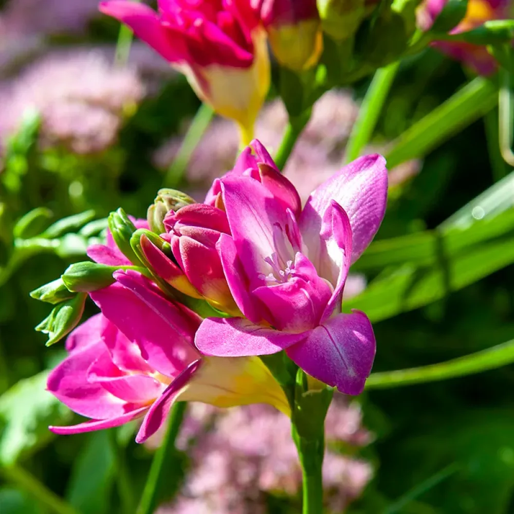 Frézia Double Pink
