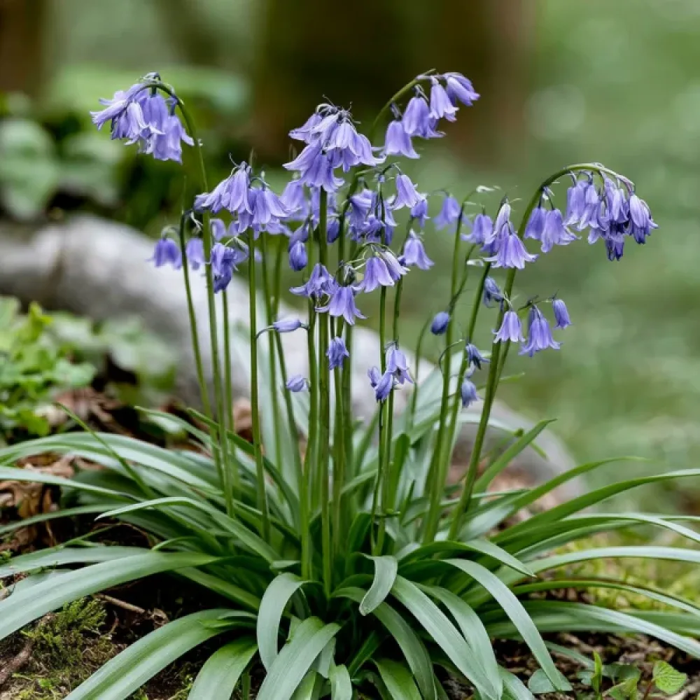 Tavaszi csillagvirág Uniflorum Wisley Blue (kék)