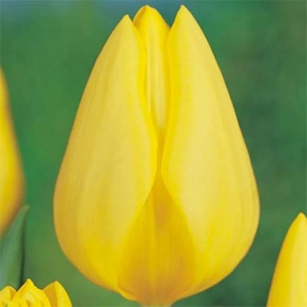 Tulipán Friendship 1998 (sárga)
