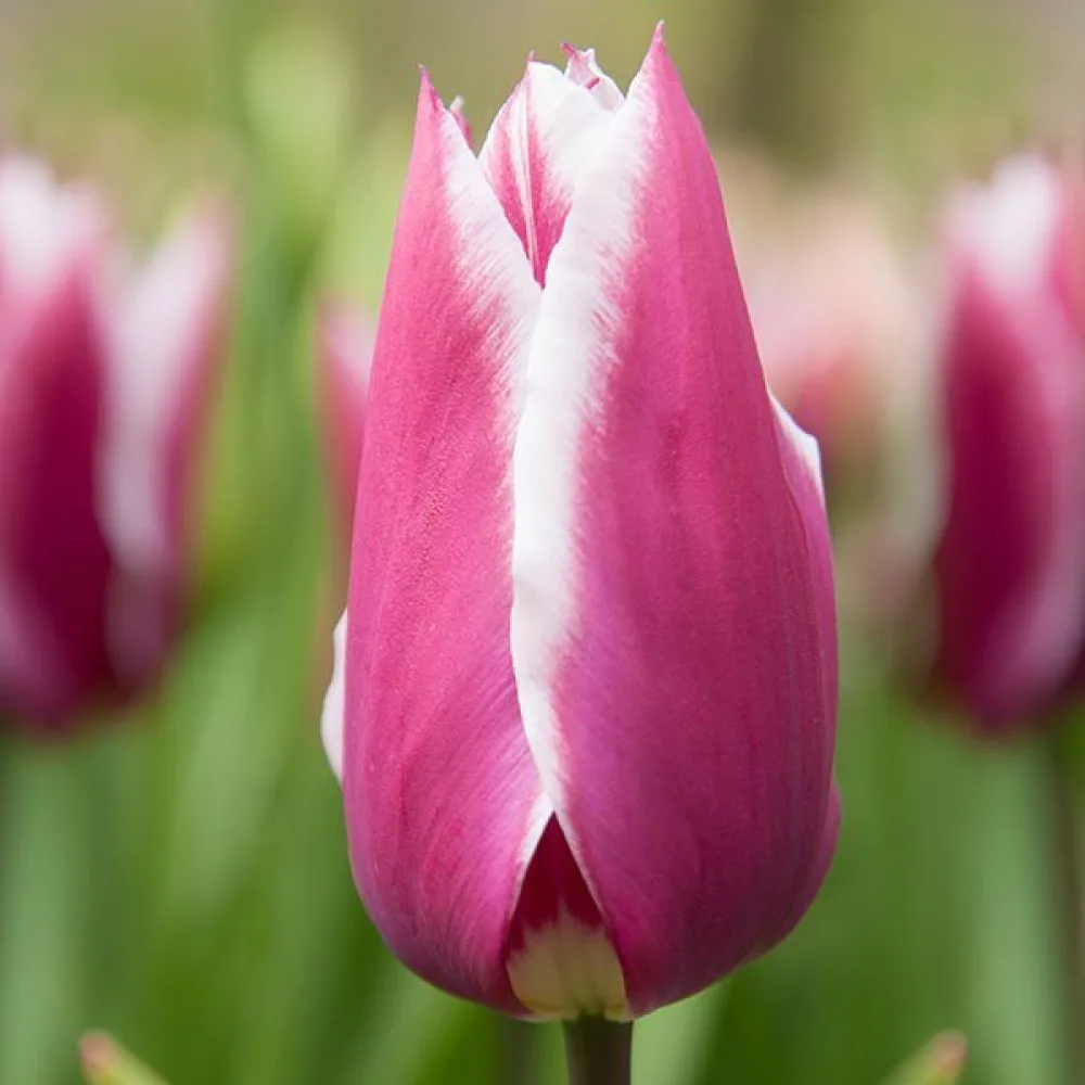 Tulipán Claudia (lila)