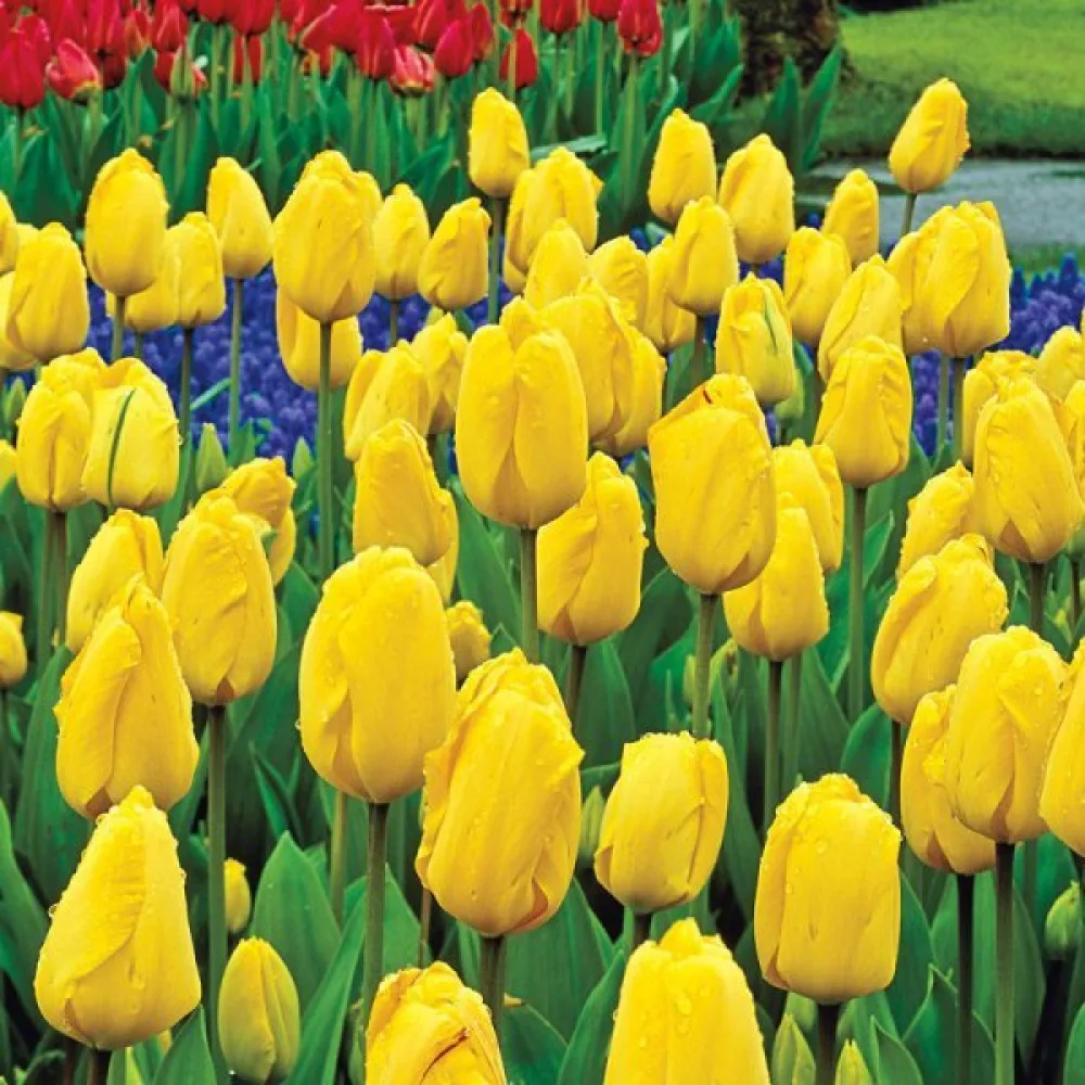 Tulipán Golden parade (arany)