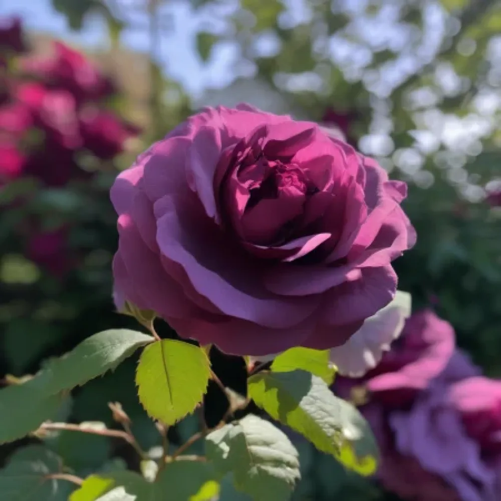 Rózsa Magenta Temptation - szabadgyökerű