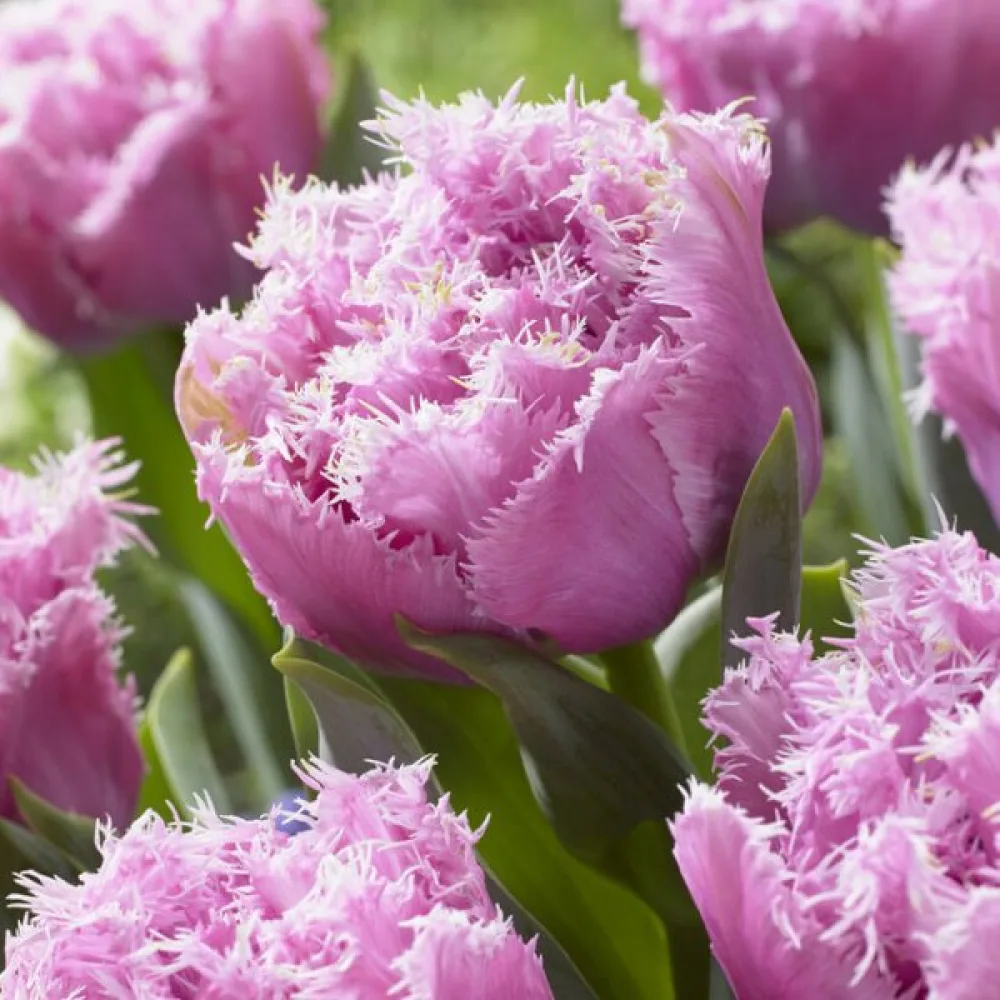 Tulipán Perth (rózsaszín)