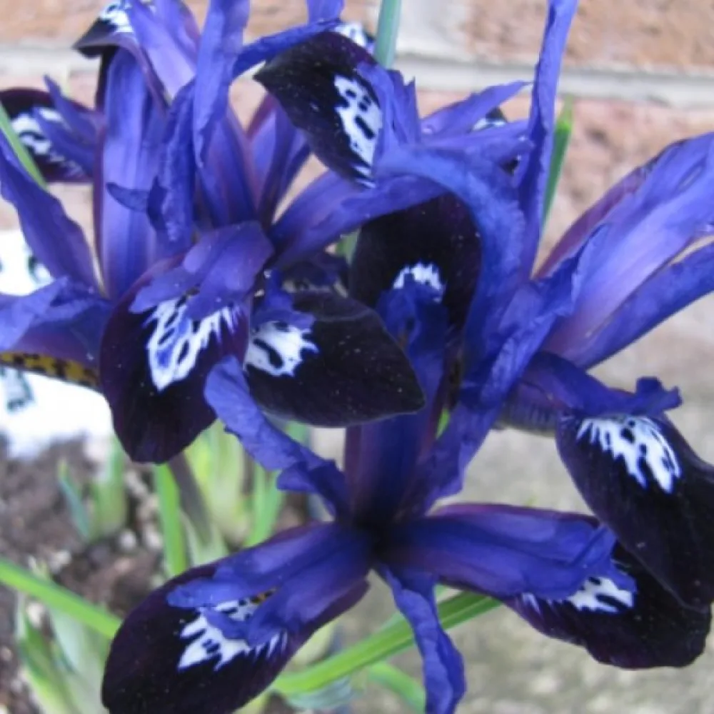 Írisz Blue Note Reticulata (kék)