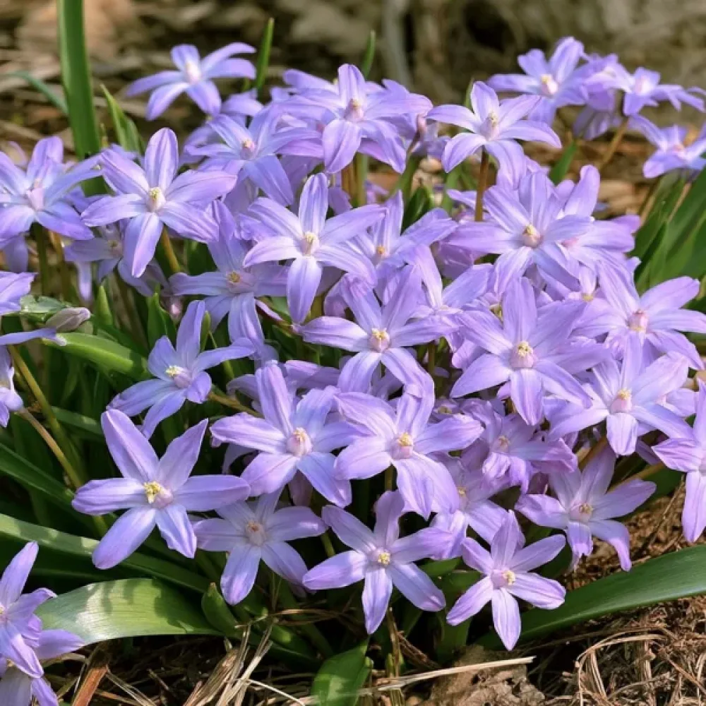 Hófényvirág Violet Beauty (ibolyaszínű)